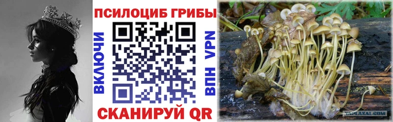 Псилоцибиновые грибы мицелий  Купить  Саки 